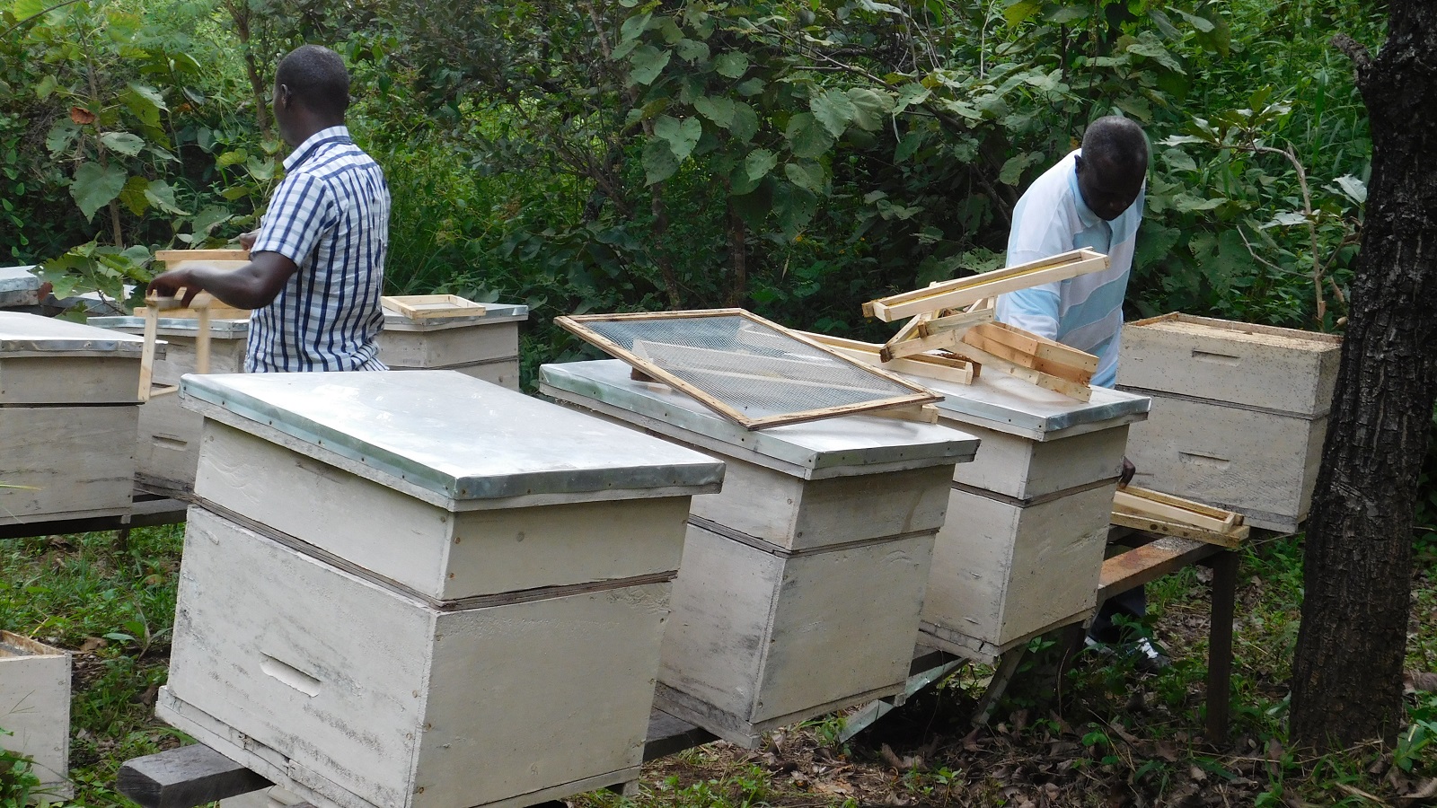 Honey farming community in West Nile, Uganda