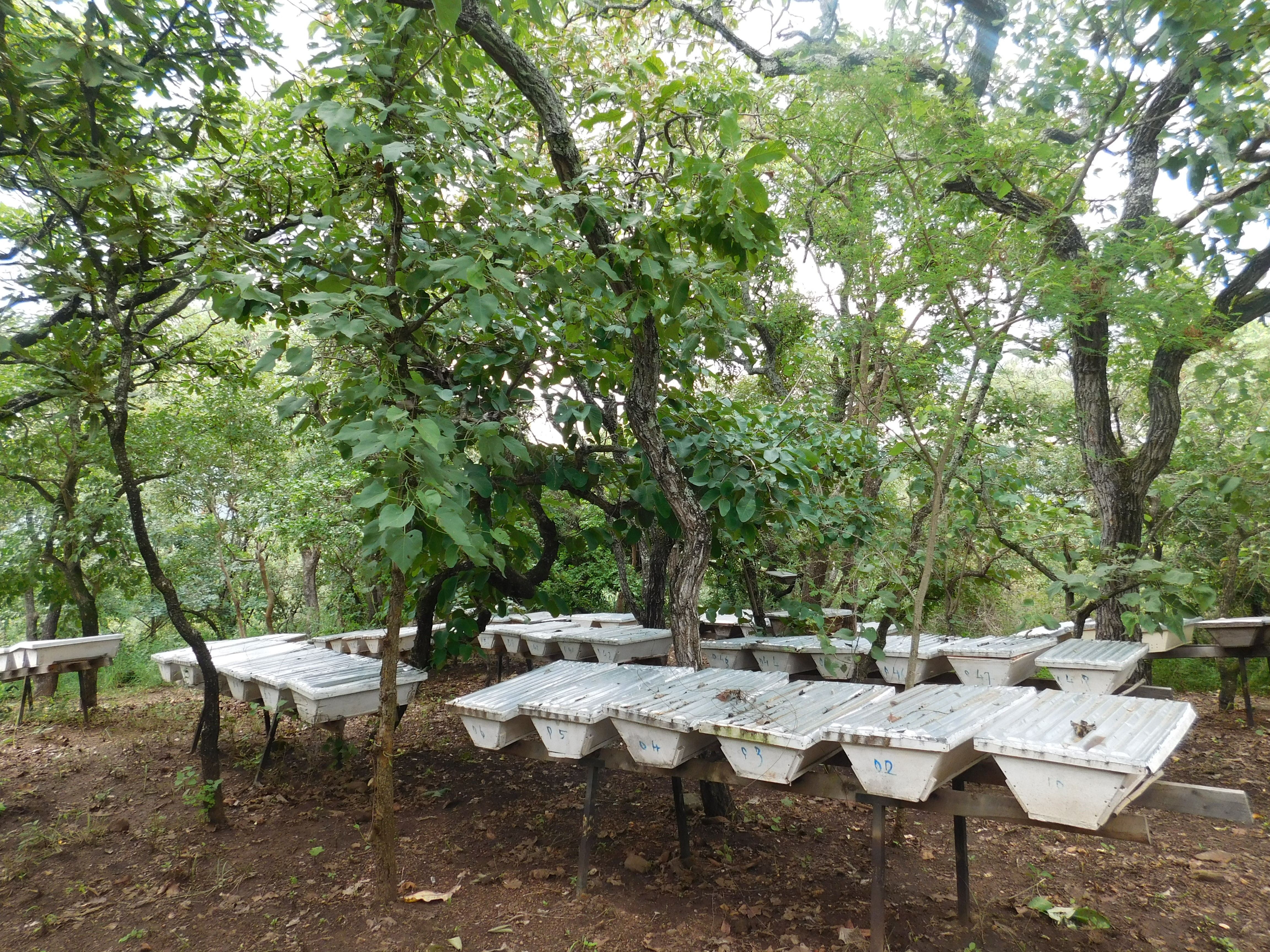 Lazebu Demonstration Apiary, Vurra County