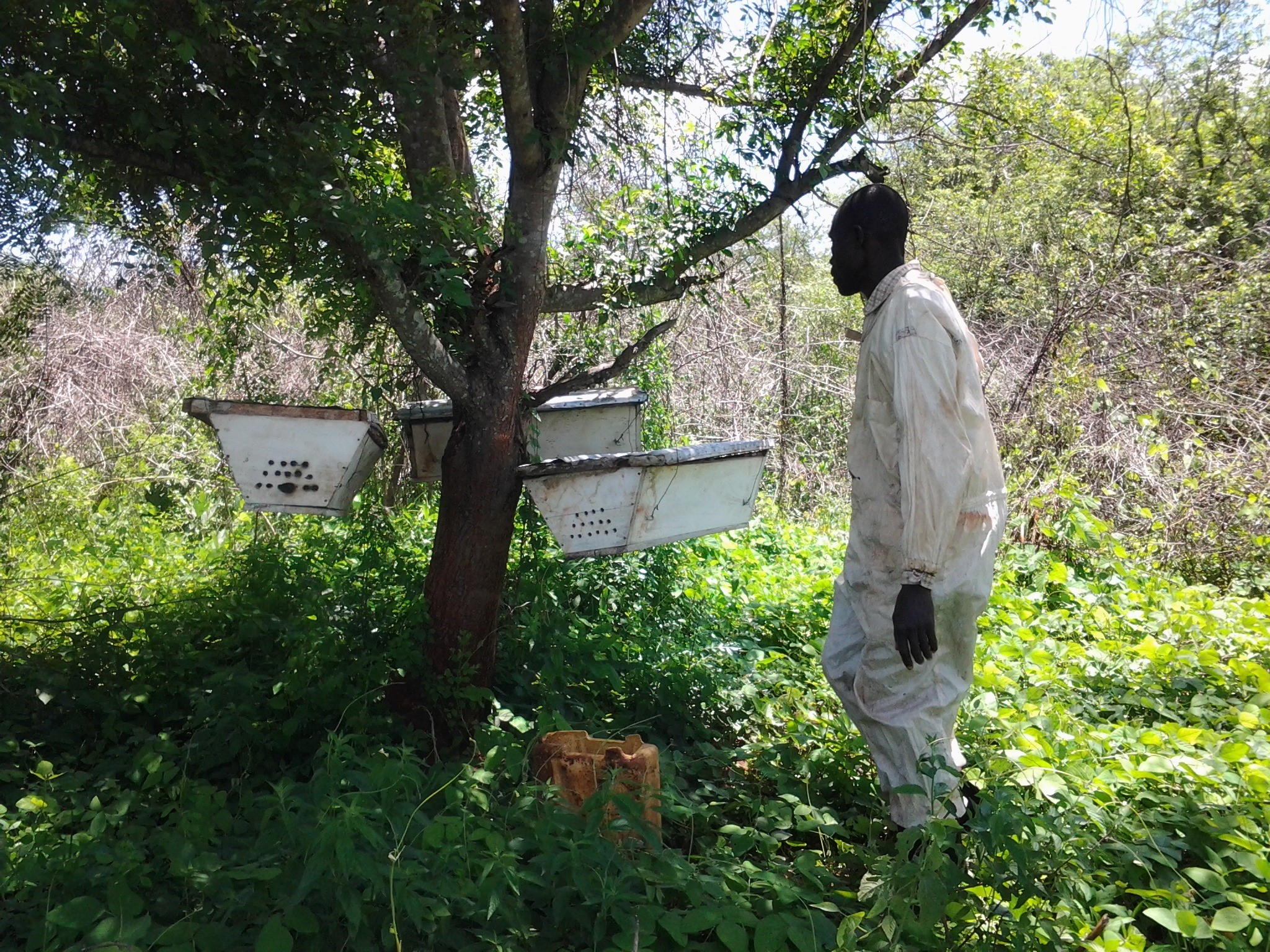 Beekeeper checking hives
