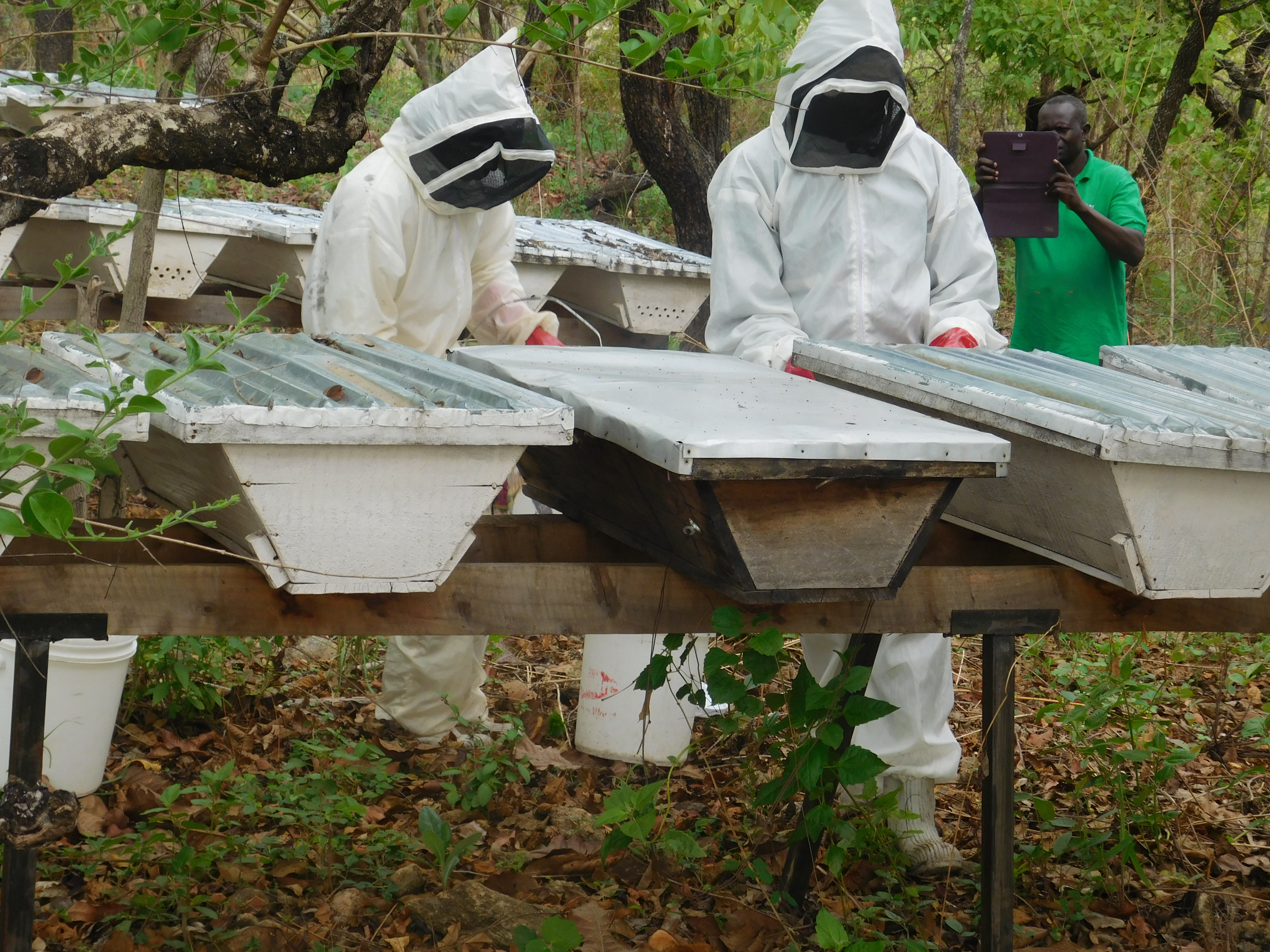 Hive inspection, Honey Pride Uganda
