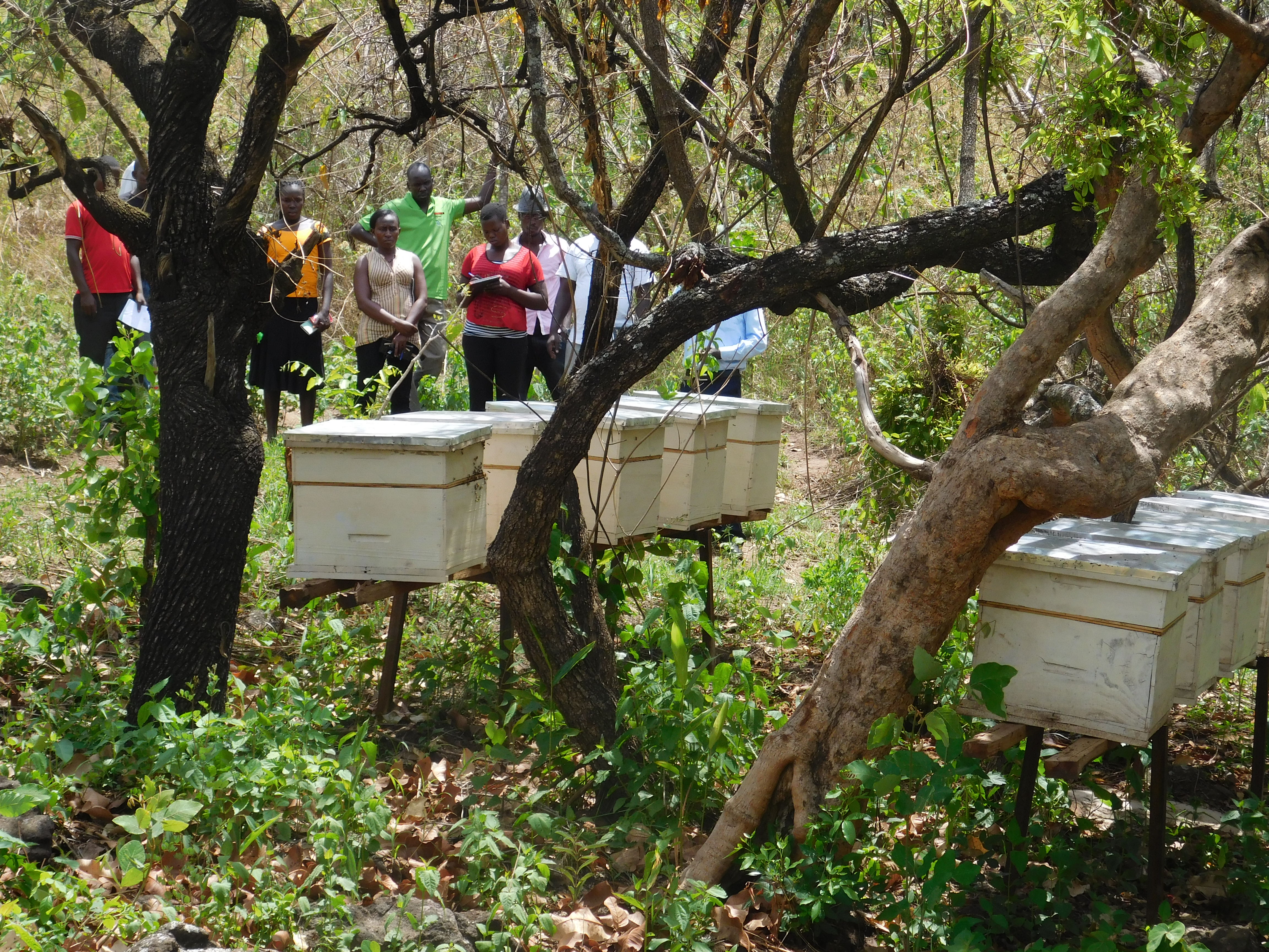 Honey Pride farmers at work, Northern Uganda