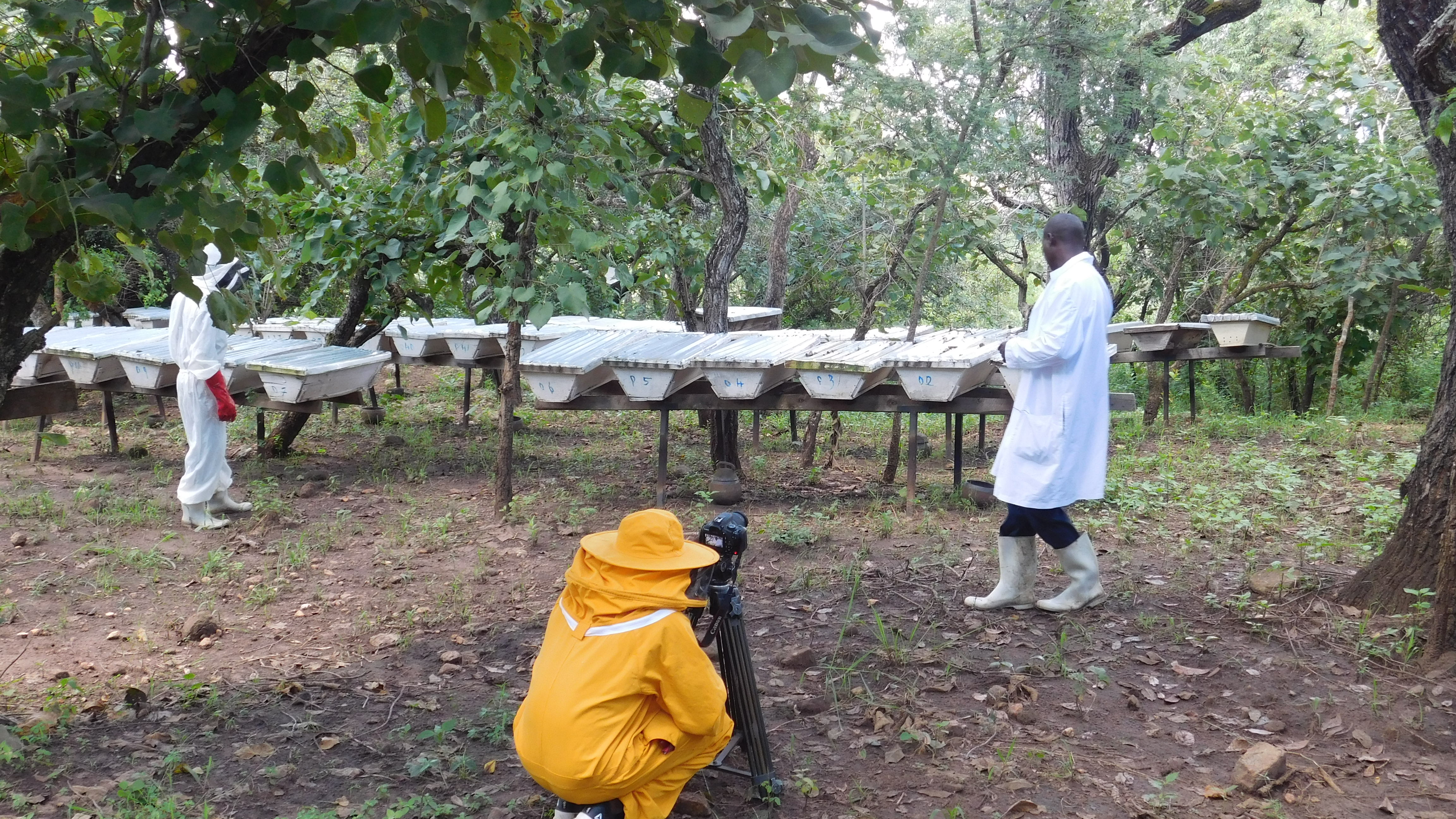 Apiary landscape, Northern Uganda