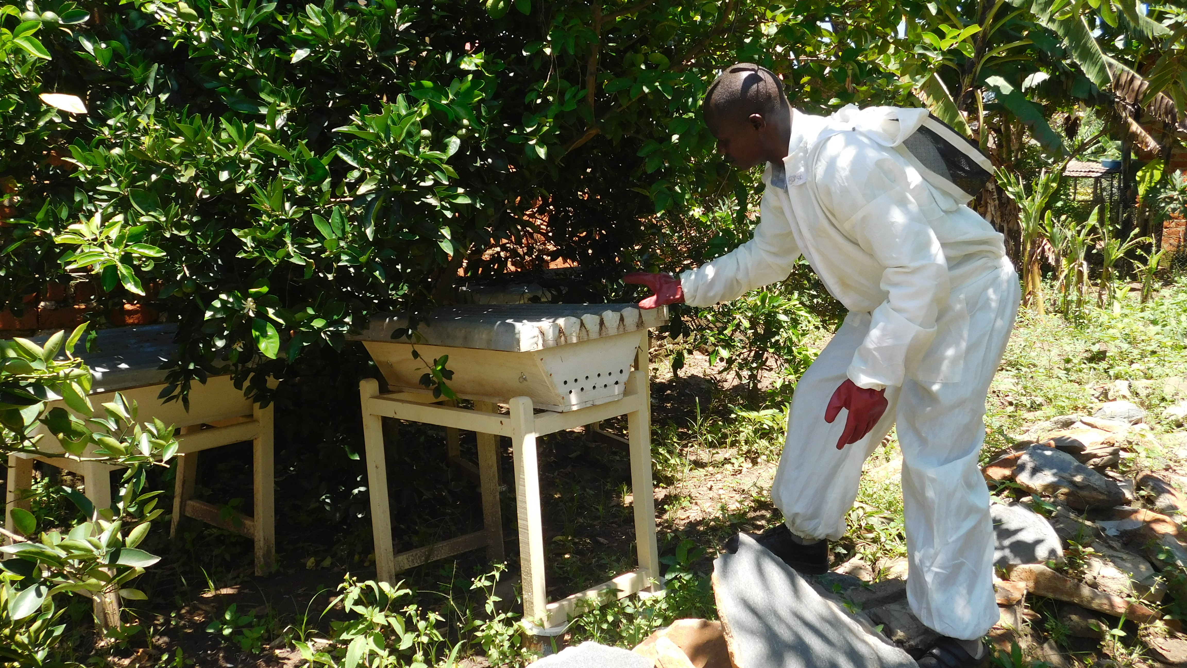 Smallholder farmer with hive, West Nile