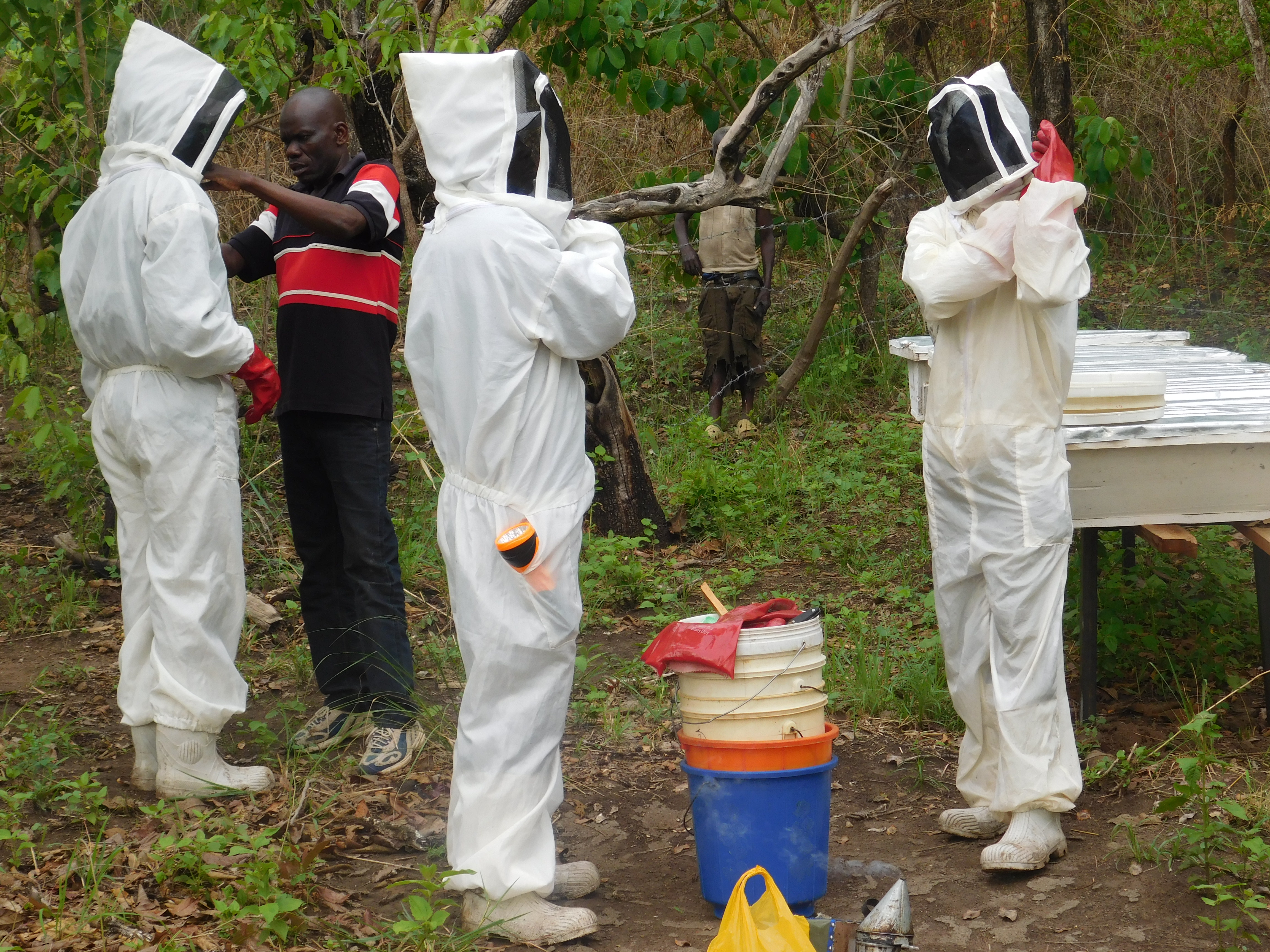 Honey harvesting at Lazebu Apiary