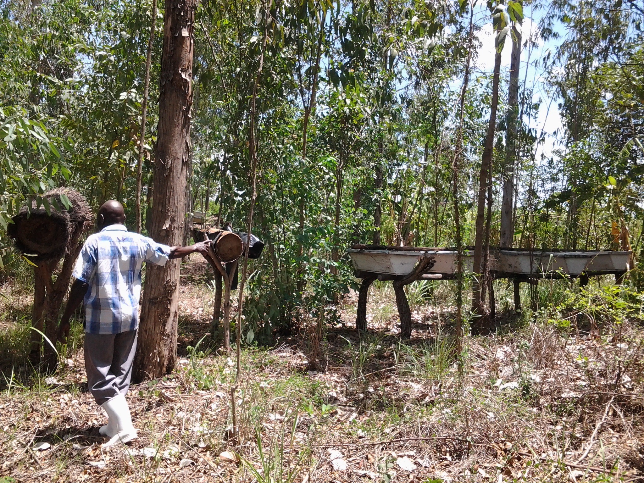Traditional beehives in the forest
