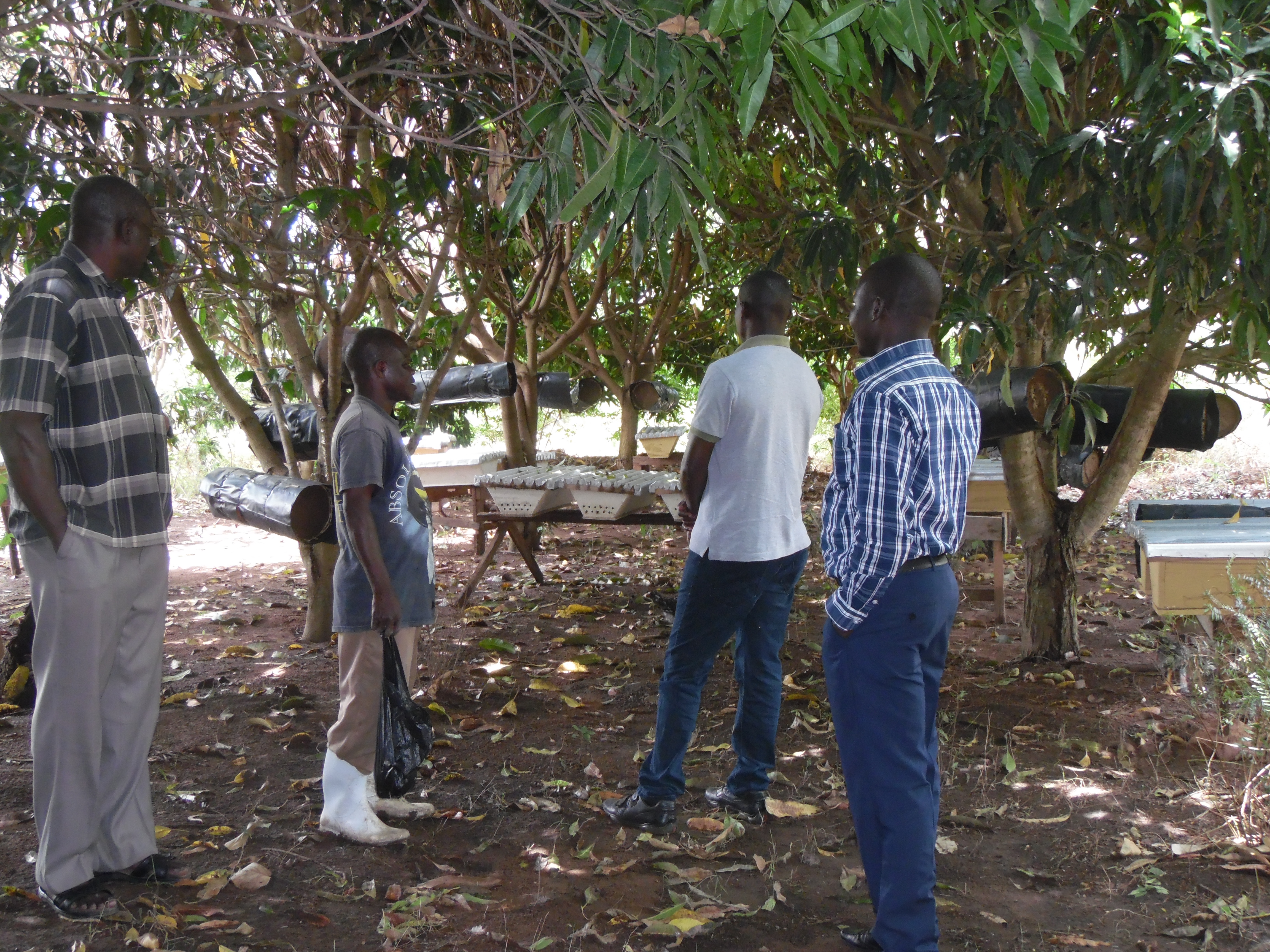 MSC monitoring field visit — apiary inspection